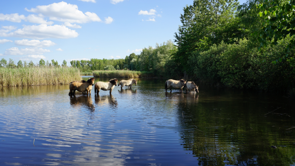 Konik-Pferde in einem Gewässer in der Bergbaufolgelandschaft Deuzten ©Tomas Brückmann