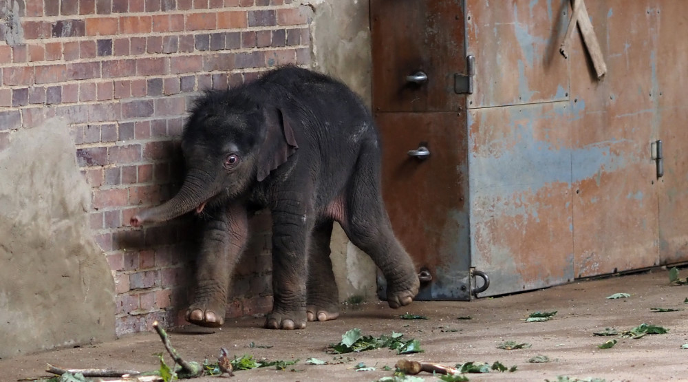 Elefantenkalb von Rani im Elefantentempel  © Zoo Leipzig