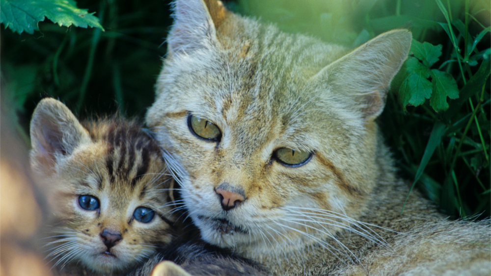 Wildkatze Familie ©Thomas Stephan