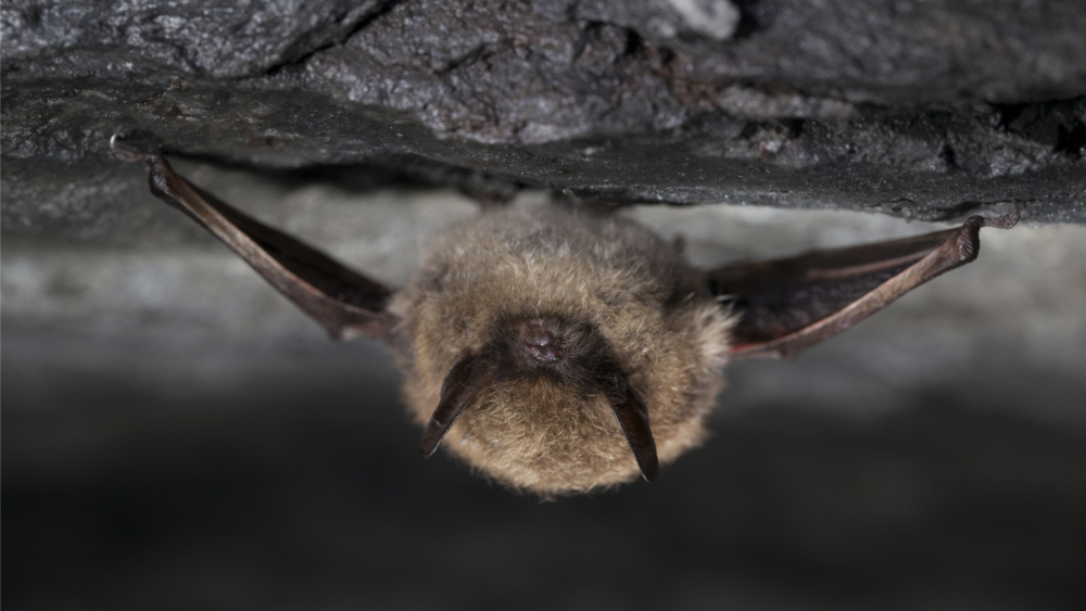 Fledermaus Art: Große Bartfledermaus ©NABU/ Christian Stein