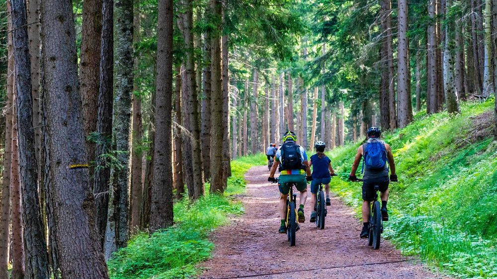 Radfahrstrecken durch den Wald sind nicht überall genehmigt ©Pixabay (Symbolbild)