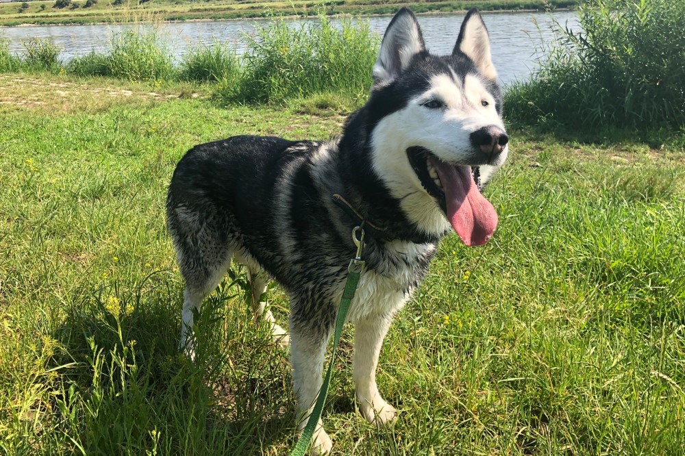 Jackson: Rasse Husky   © Landeshauptstadt Dresden/Tierheim Dresden