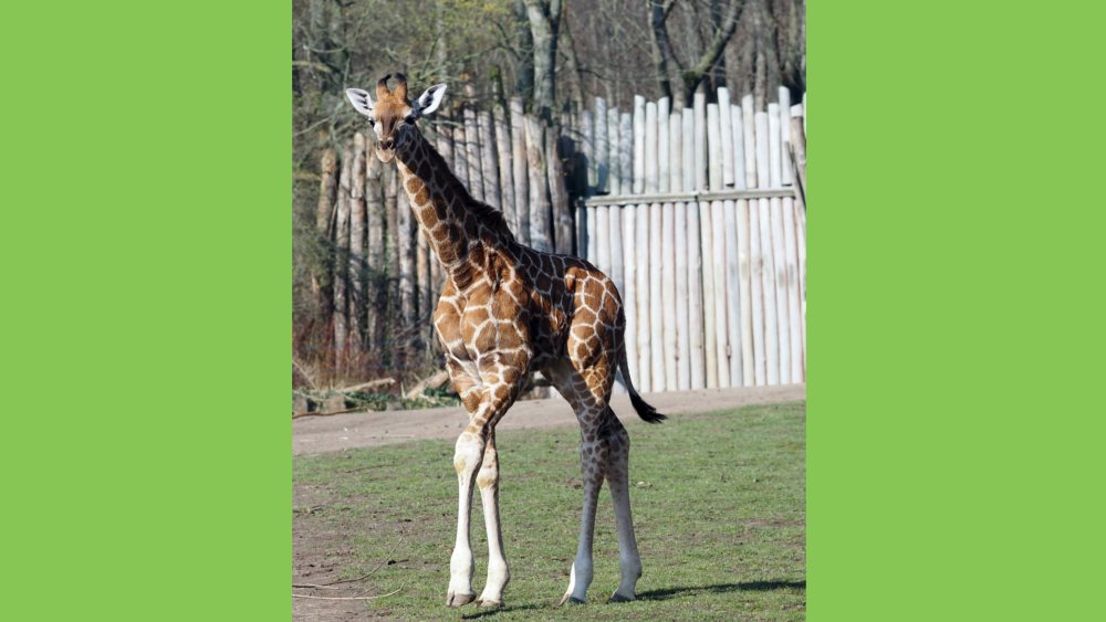 Giraffenjungbulle auf der Savanne ©Zoo Leipzig