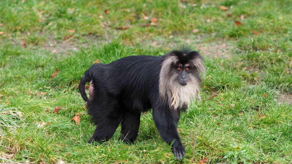 Bartaffenweibchen Ruma © Zoo Leipzig