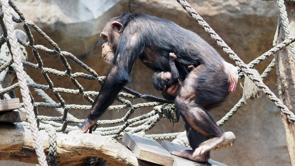 Schimpansenweibchen Changa mit Jungtier am Bauch © Zoo Leipzig