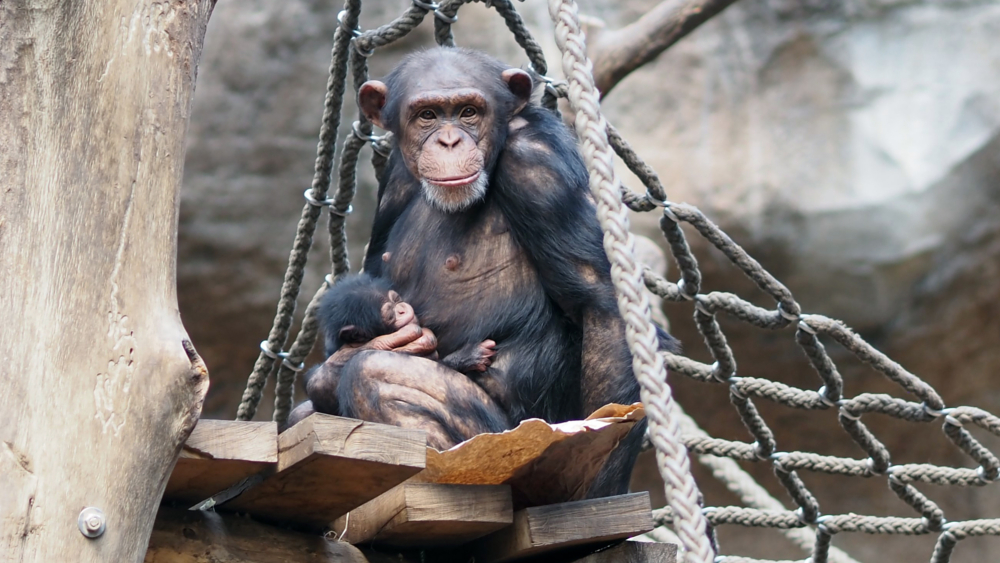 Schimpansenweibchen Changa mit Jungtier im Arm © Zoo Leipzig