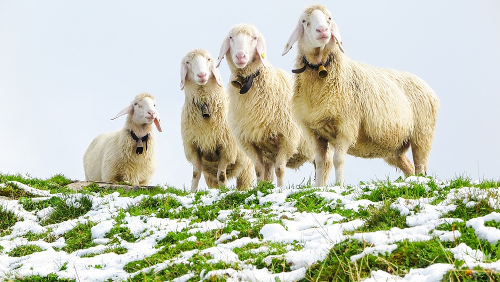 Kommt nächste Woche die Schafskälte? Neuer Kaltluftvorstoß in Sicht ©Symbolfoto (Pixabay)