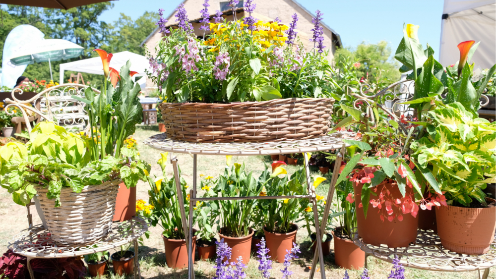 Blumen und Gartenschau- Blumenstand ©Juliane Schikade