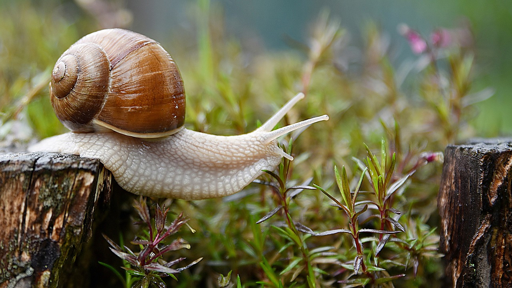 Es gibt viele Möglichkeiten, Schnecken von Obst und Gemüsepflanzen fern zu halten ©Symbolfoto (Pixabay)