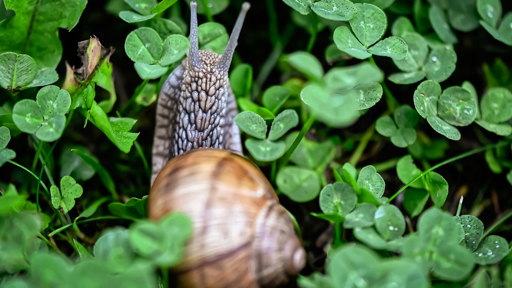 Nicht alle Schneckenarten richten Schäden im Garten an ©Symbolfoto (Pixabay)