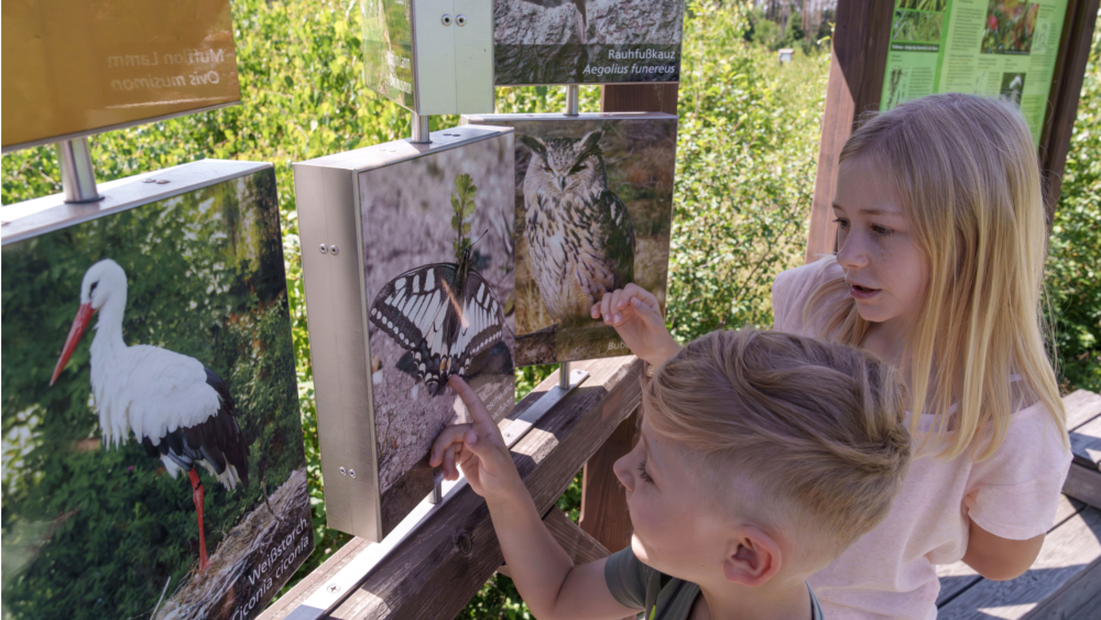 Seltene Tiere und ihre Lebensgewohnheiten sind am Moorerlebnispfad im Pöllwitzer Wald zu erleben. Foto: DJD/Tourismusverband Vogtland/T. Peisker