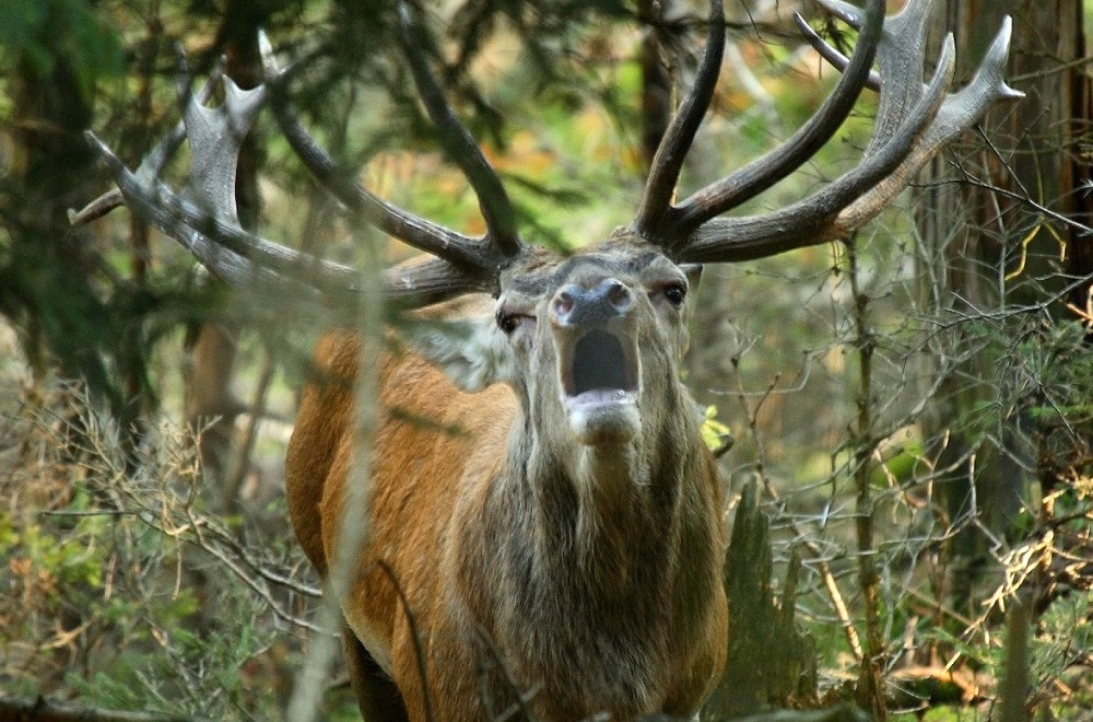  Im Interreg-Projekt REDEMA werden Rothirsche besendert, um die Entwicklung der Population und deren Auswirkung auf die Vegetation zu untersuchen.   Foto: © V. Sojka