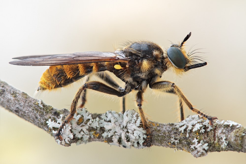 Foto: Michael Glaß Ähnlich wie Waldameisen oder Spinnen sind Raubfliegen als Jäger wichtige Regulatoren in Ökosystemen. Seit knapp 10 Jahren führen Insektenkundler ehrenamtlich Erfassungen zu den Raubfliegen im Nationalpark Sächsische Schweiz durch. Nun konnte die Art C. fimbriata (im Bild: ein Weibchen) am Großen Winterberg für den Nationalpark bestätigt werden. Die Art gilt als Profiteur des Klimawandels. 