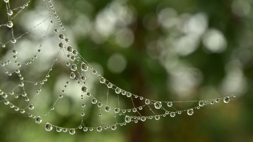 Was Spinnen mit dem Altweibersommer zutun haben ©Symbolfoto (Pixabay)