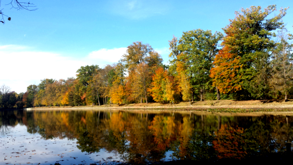 Dresden sucht den schönsten Herbstbaum. Foto; MeiDresden,de