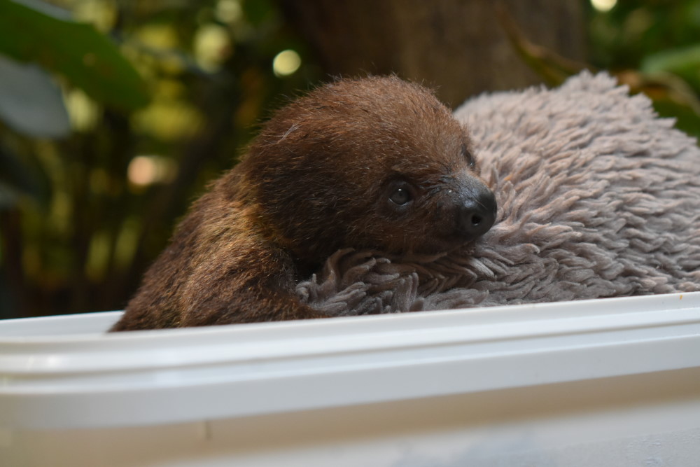 Das Jungtier wurde am 25.05.2023 in Dresden geboren. © MeiDresden.de/Mike Schiller