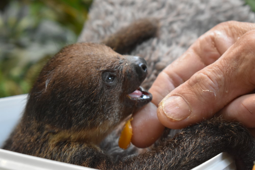 Das Jungtier wurde am 25.05.2023 in Dresden geboren. © MeiDresden.de/Mike Schiller
