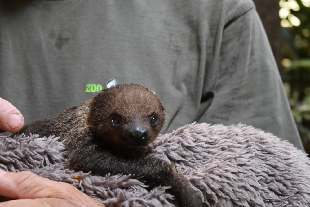 Das Jungtier wurde am 25.05.2023 in Dresden geboren. © MeiDresden.de/Mike Schiller