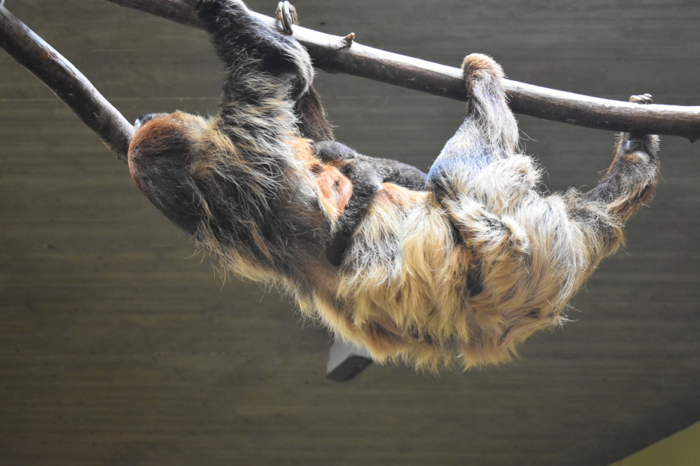 Das Jungtier wurde am 25.05.2023 in Dresden geboren. © MeiDresden.de/Mike Schiller