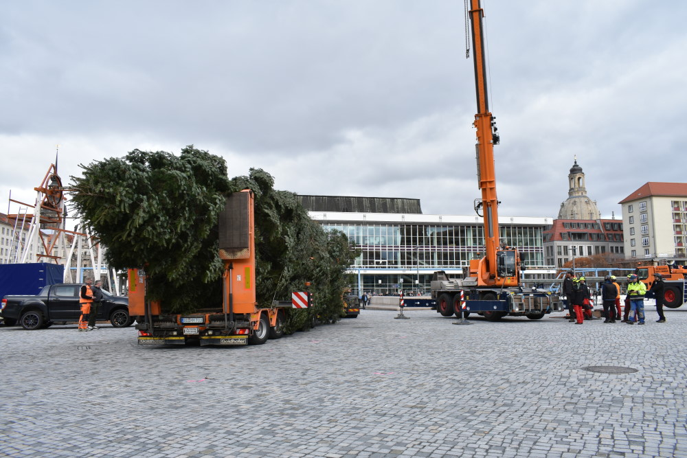 Ankunft der Tanne aus Freital   Foto: © MeiDresden.de/Mike Schiller