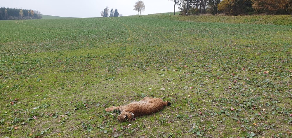 Fotograf:  Naturschutz LfULG/ Dirk Schönfelder