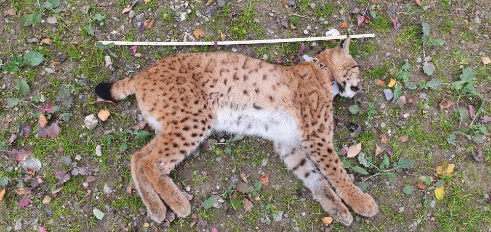Fotograf: Naturschutz LfULG/ Dirk Schönfelder