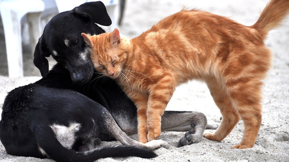 Augen auf bei Onlinekauf von Tieren  © Maria Fernanda Perez auf Pixabay