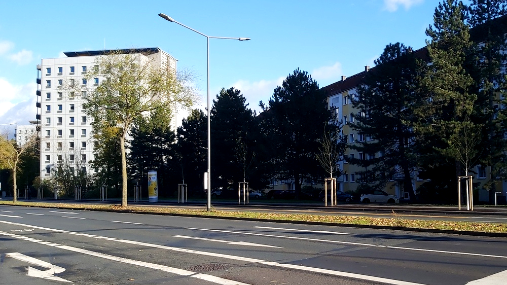 Auch an der Sankt Petersburger Straße wurden neue Bäume bereits in den Boden gebracht. Foto: MeiDresden.de