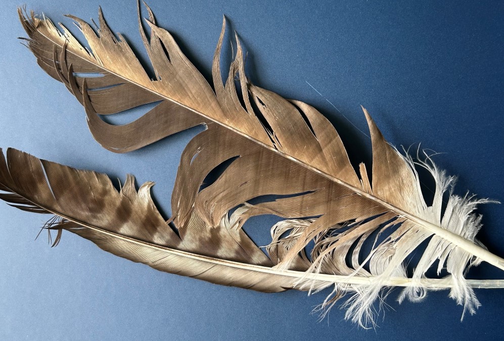 Vom ZOLL sichergestellte Vogelfedern aus einer Postsendung am Zollamt Reischenhart (Quelle: Presse Hauptzollamt Rosenheim)