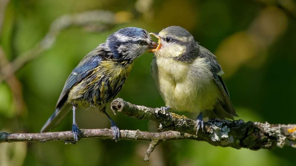 Blaumeisen gehören zu den bekanntesten Vogelarten. Foto:  Premek Hajek (Pixabay)