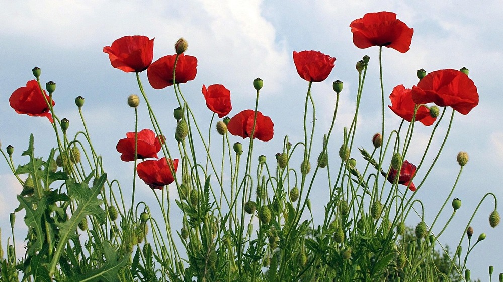 Auch der Klatschmohn gehörte zu den abgefragten Pflanzenarten. Foto: Christiane (Pixabay)