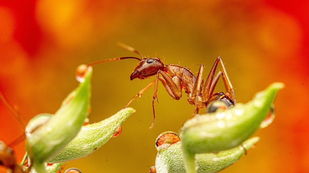 Auch  Insekten werden immer häufiger beobachtet. Foto: Truong Anh (Pixabay)