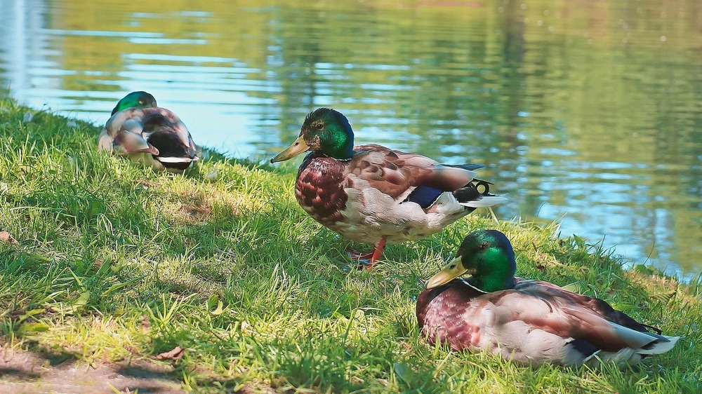 Enten beobachten. Foto:  Anna Sulencka (Pixabay)