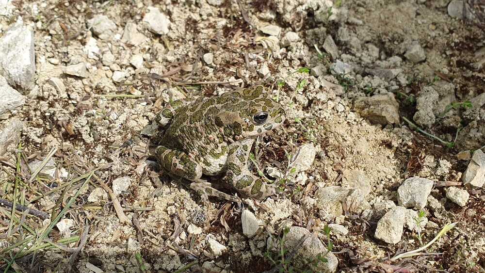 Wechselkröte Foto: Katharina Schwesig