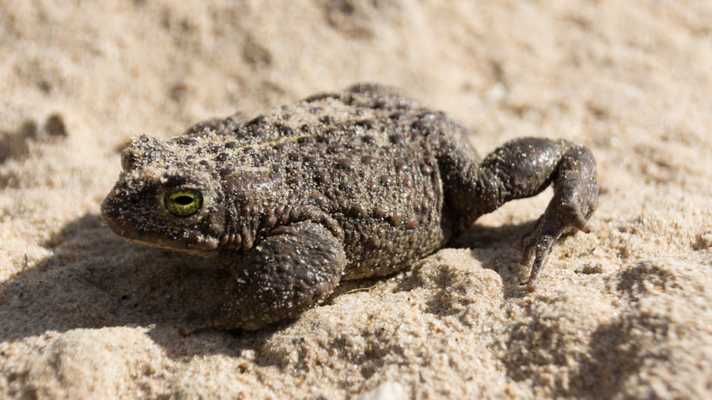 Kreuzkrote Foto :Christoph Scherber