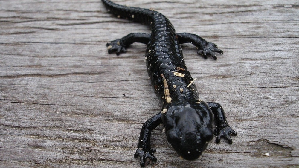 Schwanzlurche gesucht: Tödlicher Pilz bedroht Salamander und Molche. Symbolfoto (Pixabay)