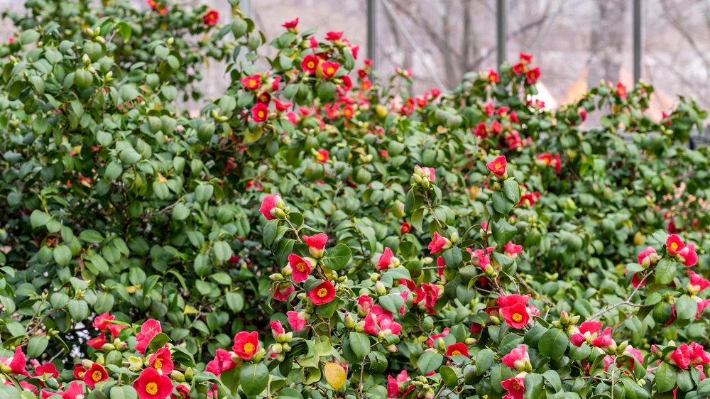 Mitte Marz Hauptblüte im Kamelie. Foto: Ben Walther