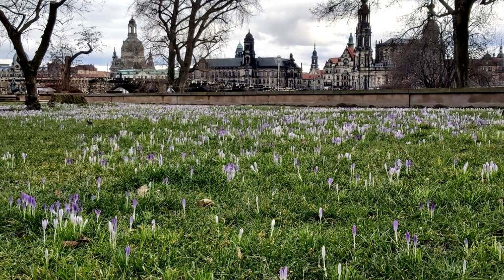 In Dresden erwacht der Frühling   Foto: © MeiDresden.de