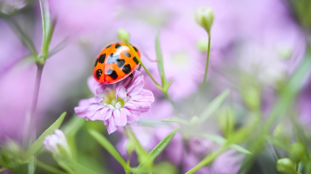 Bei der Gartengestaltung sollte man auch an heimische Insekten denken. Foto: Alexa (Pixabay)
