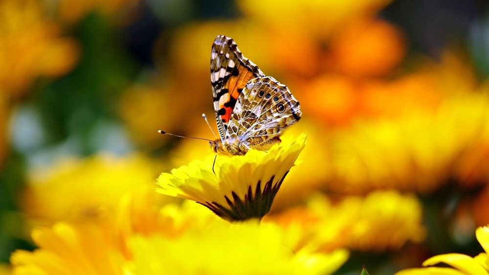 Schmetterlinge bevorzugen aufgrund ihrer Rüssel bestimmte Pflanzen, aus denen sie den Nektar gut heraussaugen können. Foto: Vikramjit Kakati (Pixabay)