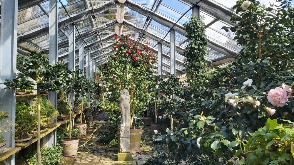 Die Vielfalt der Kamelienblüten in Zuschendorf. Foto: MeiDresden.de