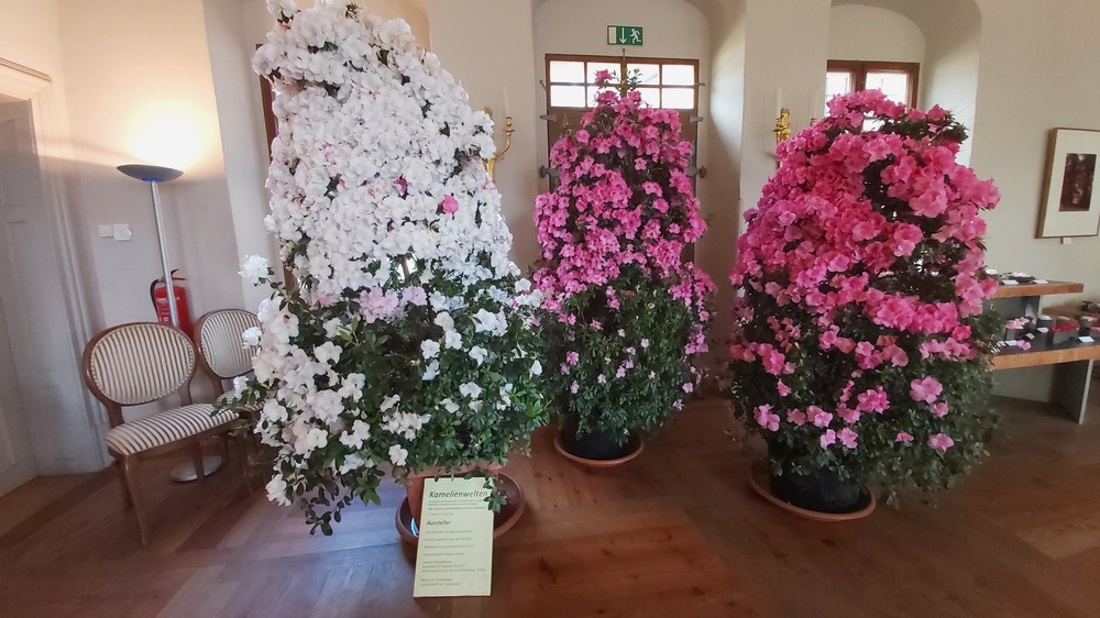Die schönsten Kamelienblüten kann man im Landschloß Zuschendorf entdecken. Foto: MeiDresden.de