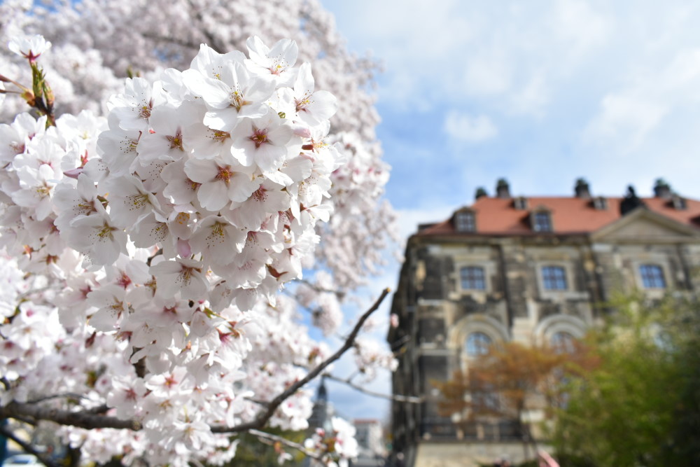 © MeiDresden.de/Mike Schiller