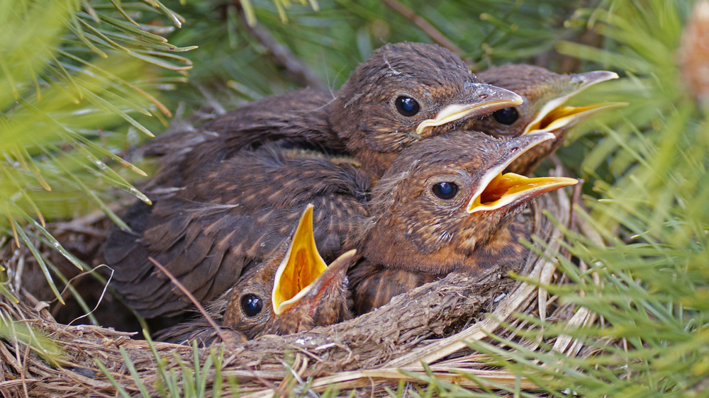 Amseljunge im Nest. Foto: NABU/ Sabine Teufl