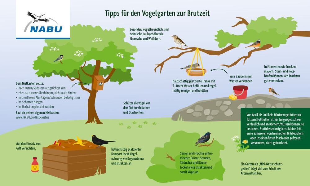 Tipps für den Vogelgarten zur Brutzeit. Foto: NABU/ publicgarden