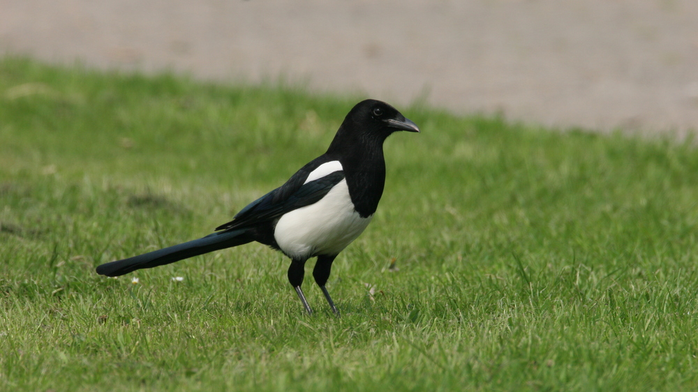 Elster. Foto: NABU/ Fotonatur