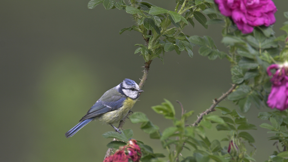 Blaumeise. Foto NABU/  Franz Hecker