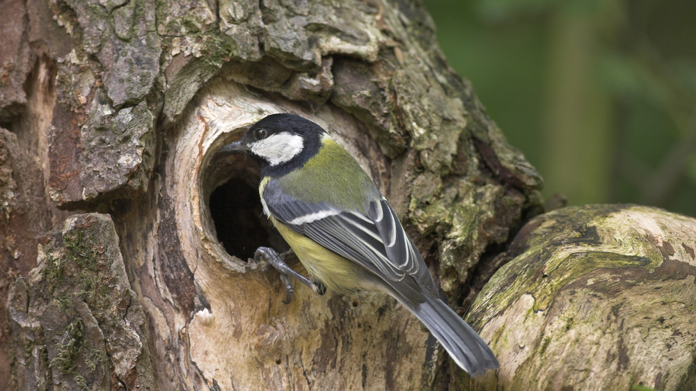 Kohlmeise Foto NABU/ Franz Hecker