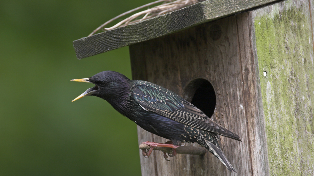 Star. Foto: NABU/  Franz Hecker