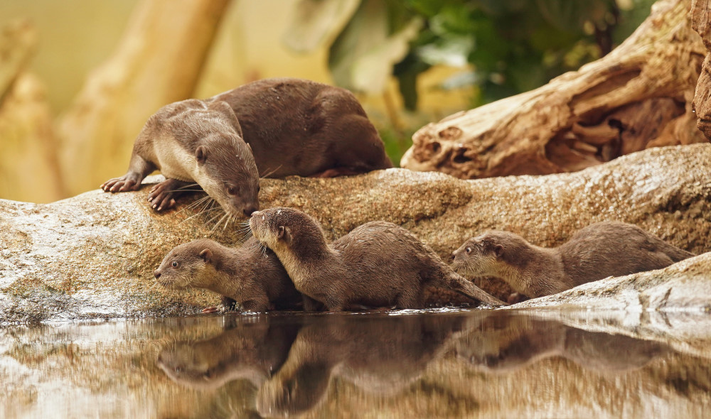 Foto: © Zoo Dresden